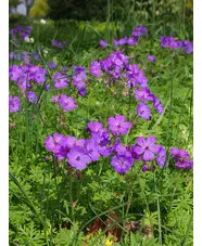 Geranium malviflorum