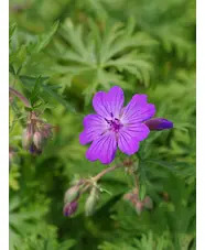 Geranium malviflorum