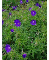 Geranium 'Orion'