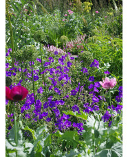 Geranium 'Orion'