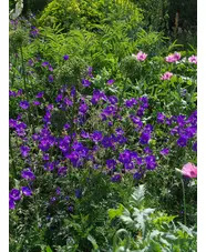 Geranium 'Orion'