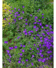 Geranium 'Orion'