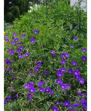 Geranium 'Orion'