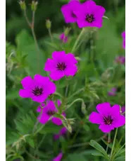 Geranium [Patricia] ('Brempat')