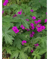 Geranium [Patricia] ('Brempat')