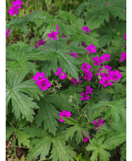 Geranium [Patricia] ('Brempat')
