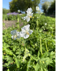 Geranium phaeum 'Album'