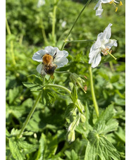 Geranium phaeum 'Album'