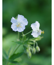 Geranium phaeum 'Album'