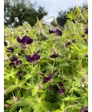 Geranium phaeum 'Lisa'