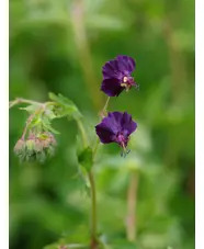 Geranium phaeum 'Lisa'