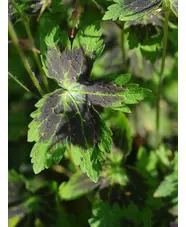 Geranium phaeum var. phaeum 'Samobor'