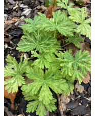 Geranium phaeum 'Mojito'