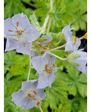 Geranium phaeum 'Mojito'