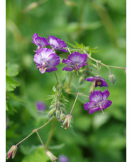 Geranium phaeum 'Robin's Angel Eyes'