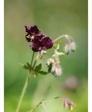 Geranium phaeum var. phaeum 'Samobor'