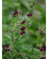 Geranium phaeum var. phaeum 'Samobor'