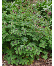 Geranium phaeum var. phaeum 'Samobor'