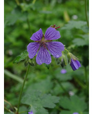 Geranium 'Philippe Vapelle'