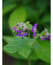 Geranium platyanthum