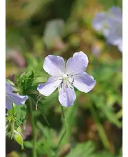 Geranium pratense 'Mrs Kendall Clark'