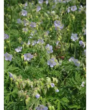 Geranium pratense 'Mrs Kendall Clark'