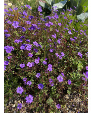 Geranium pyrenaicum 'Bill Wallis'