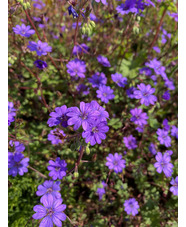 Geranium pyrenaicum 'Bill Wallis'