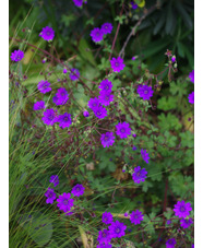 Geranium pyrenaicum 'Bill Wallis'