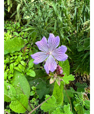 Geranium renardii 'Tcschelda'