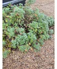 Geranium robustum (aff.)