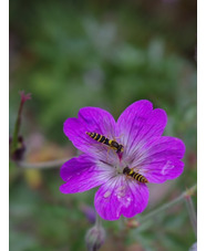 Geranium robustum (aff.)