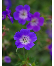 Geranium [Rozanne] ('Gerwat')
