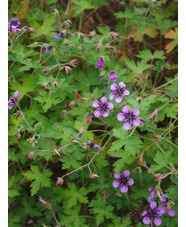 Geranium 'Salome'