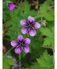 Geranium 'Salome'