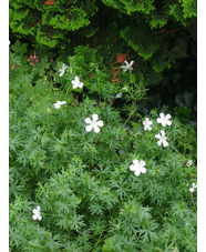 Geranium sanguineum 'Album'