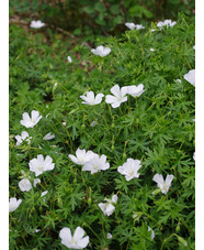 Geranium sanguineum 'Album'