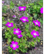 Geranium sanguineum