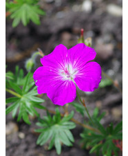 Geranium sanguineum