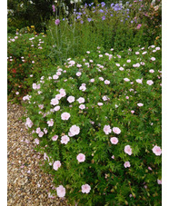 Geranium sanguineum var. striatum