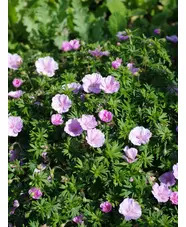 Geranium sanguineum var. striatum