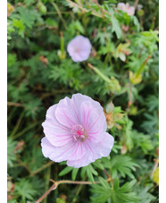 Geranium sanguineum var. striatum