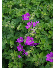 Geranium 'Sirak'