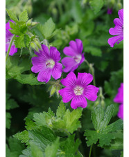 Geranium 'Sirak'