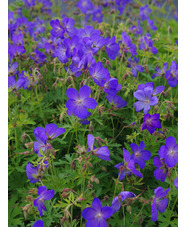 Geranium x johnsonii 'Johnson's Blue' 