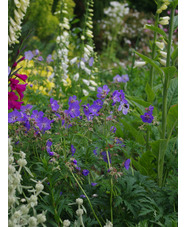 Geranium x johnsonii 'Johnson's Blue' 