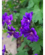Geranium x magnificum