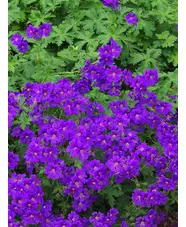 Geranium x magnificum