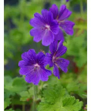 Geranium x magnificum