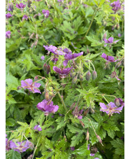 Geranium x monacense 'Claudine Dupont'